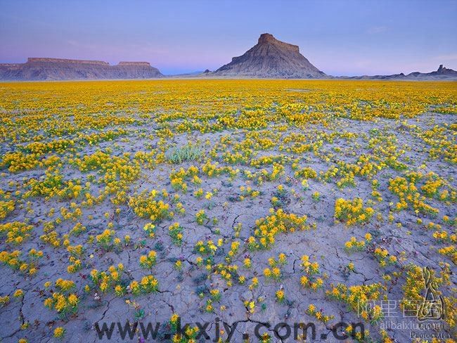 美国犹他州沙漠的罕见花海--开心家园